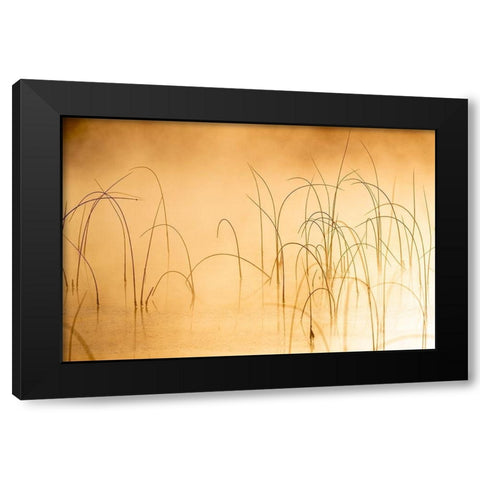 Icy reeds at sunrise on cold morning at Spencer Lake near Whitefish-Montana-USA Black Modern Wood Framed Art Print by Haney, Chuck