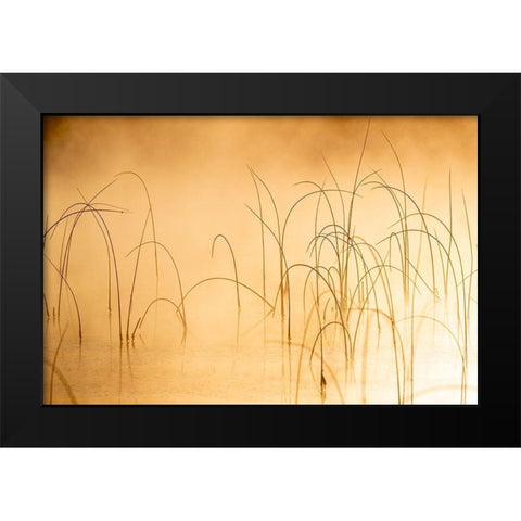Icy reeds at sunrise on cold morning at Spencer Lake near Whitefish-Montana-USA Black Modern Wood Framed Art Print by Haney, Chuck