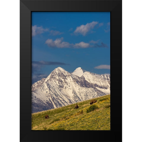 Bison bulls grazing in balsamroot with dramatic Mission Mountains at the National Bison Range in Mo Black Modern Wood Framed Art Print by Haney, Chuck