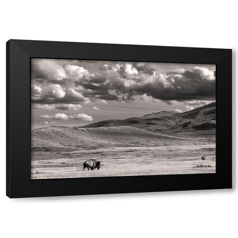 Bison bulls grazing at the National Bison Range in Moiese-Montana-USA Black Modern Wood Framed Art Print with Double Matting by Haney, Chuck