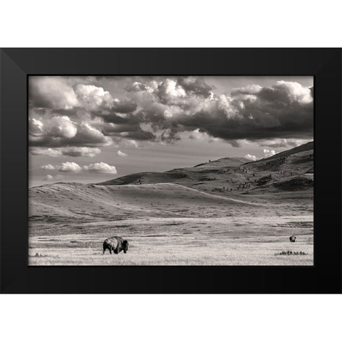 Bison bulls grazing at the National Bison Range in Moiese-Montana-USA Black Modern Wood Framed Art Print by Haney, Chuck