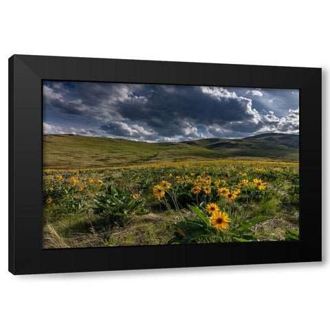 Arrowleaf balsamroot in the hills at the National Bison Range in Moiese-Montana-USA Black Modern Wood Framed Art Print with Double Matting by Haney, Chuck