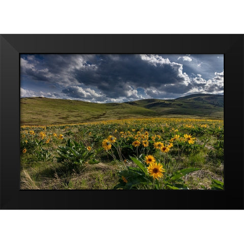 Arrowleaf balsamroot in the hills at the National Bison Range in Moiese-Montana-USA Black Modern Wood Framed Art Print by Haney, Chuck