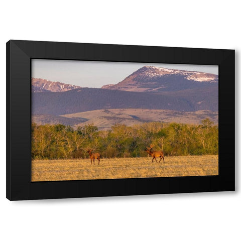 Bull elk in velvet along the Rocky Mountain Front near Choteau-Montana-USA Black Modern Wood Framed Art Print with Double Matting by Haney, Chuck