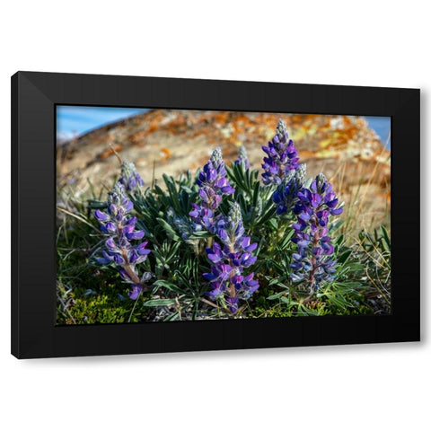 Lupine wildflowers along the Rocky Mountain Front near Choteau-Montana-USA Black Modern Wood Framed Art Print by Haney, Chuck