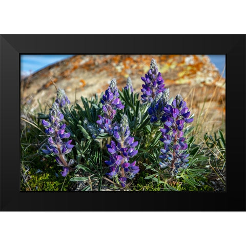 Lupine wildflowers along the Rocky Mountain Front near Choteau-Montana-USA Black Modern Wood Framed Art Print by Haney, Chuck