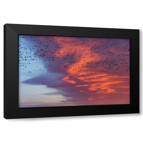 Snow geese lift off with dramatic lenticular cloud sunrise sky during spring migration at Freezeout Black Modern Wood Framed Art Print by Haney, Chuck