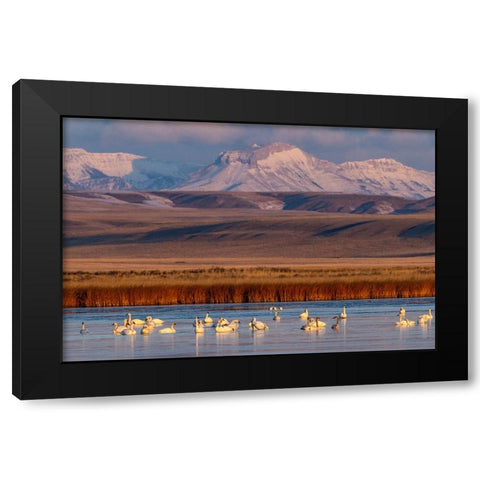 Tundra Swans with Ear Mountain in background during spring migration at Freezeout Lake Wildlife Man Black Modern Wood Framed Art Print with Double Matting by Haney, Chuck