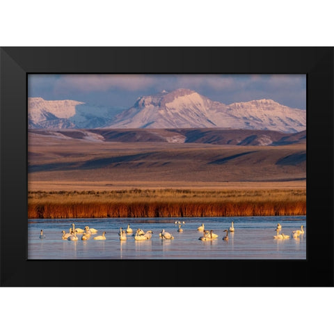 Tundra Swans with Ear Mountain in background during spring migration at Freezeout Lake Wildlife Man Black Modern Wood Framed Art Print by Haney, Chuck