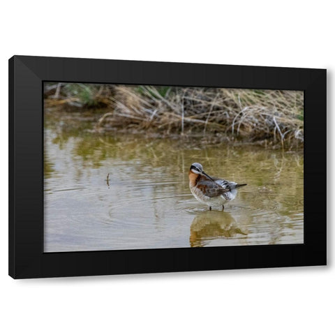 Wilsons Phalarope at Freezeout Lake Wildlife Management Area near Fairfield-Montana-USA Black Modern Wood Framed Art Print with Double Matting by Haney, Chuck