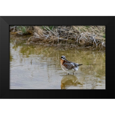 Wilsons Phalarope at Freezeout Lake Wildlife Management Area near Fairfield-Montana-USA Black Modern Wood Framed Art Print by Haney, Chuck