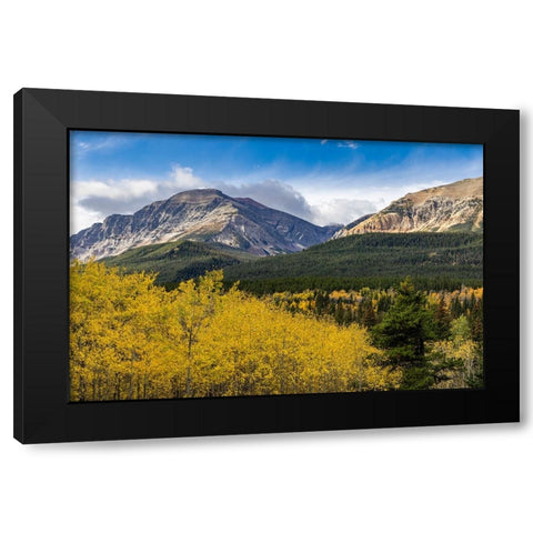 Autumn aspen grove with Bear Mountain in Glacier National Park-Montana-USA Black Modern Wood Framed Art Print with Double Matting by Haney, Chuck