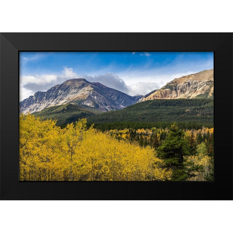 Autumn aspen grove with Bear Mountain in Glacier National Park-Montana-USA Black Modern Wood Framed Art Print by Haney, Chuck