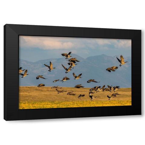 Canada geese take off for flight in the Flathead Valley-Montana-USA Black Modern Wood Framed Art Print with Double Matting by Haney, Chuck