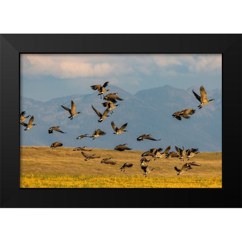 Canada geese take off for flight in the Flathead Valley-Montana-USA Black Modern Wood Framed Art Print by Haney, Chuck