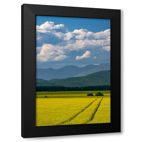 Flowering canola in the Flathead Valley-Montana-USA Black Modern Wood Framed Art Print by Haney, Chuck
