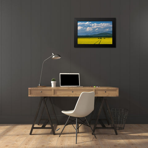 Flowering canola in the Flathead Valley-Montana-USA Black Modern Wood Framed Art Print by Haney, Chuck