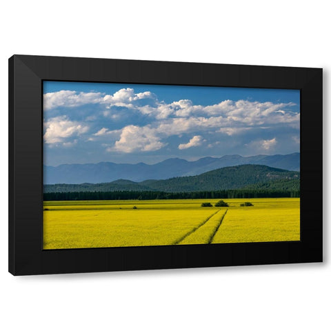 Flowering canola in the Flathead Valley-Montana-USA Black Modern Wood Framed Art Print by Haney, Chuck