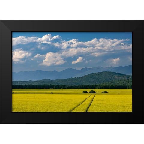 Flowering canola in the Flathead Valley-Montana-USA Black Modern Wood Framed Art Print by Haney, Chuck