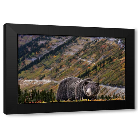 Grizzly bear along Going-to-the-Sun Road in Glacier National Park-Montana-USA Black Modern Wood Framed Art Print with Double Matting by Haney, Chuck