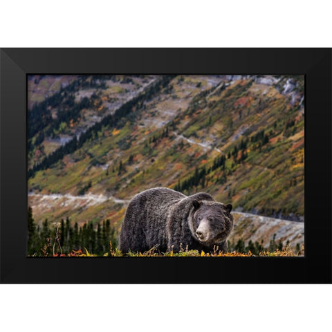 Grizzly bear along Going-to-the-Sun Road in Glacier National Park-Montana-USA Black Modern Wood Framed Art Print by Haney, Chuck