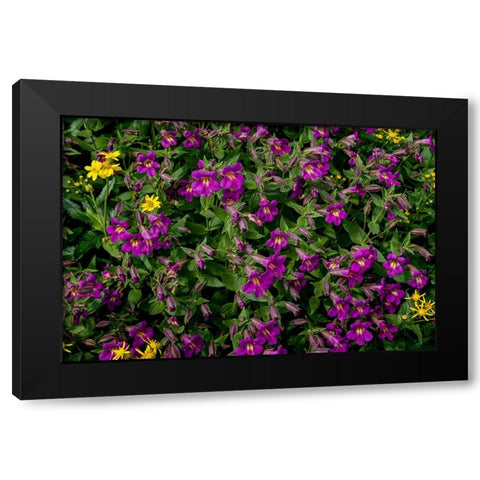 Lewis Monkeyflowers and Arnica Wildflowers in Glacier National Park-Montana-USA Black Modern Wood Framed Art Print with Double Matting by Haney, Chuck