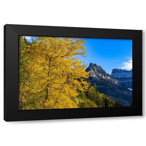 Autumn cottonwood and Mount Oberlin in Glacier National Park-Montana-USA Black Modern Wood Framed Art Print with Double Matting by Haney, Chuck