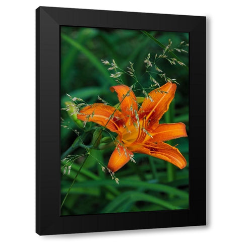 Orange daylily in Whitefish-Montana-USA Black Modern Wood Framed Art Print by Haney, Chuck