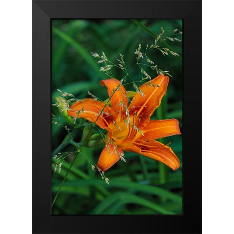 Orange daylily in Whitefish-Montana-USA Black Modern Wood Framed Art Print by Haney, Chuck