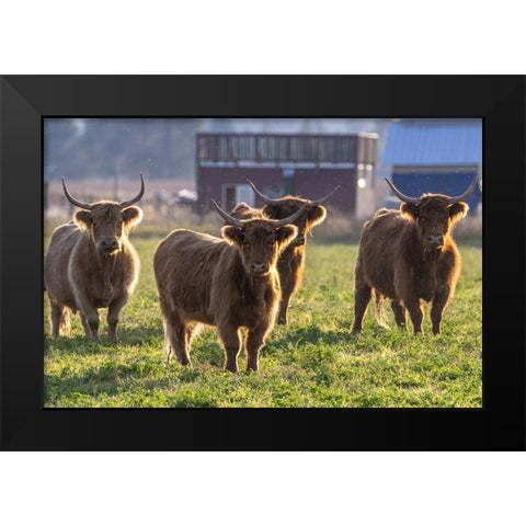 Highland cattle in the Flathead Valley-Montana-USA Black Modern Wood Framed Art Print by Haney, Chuck