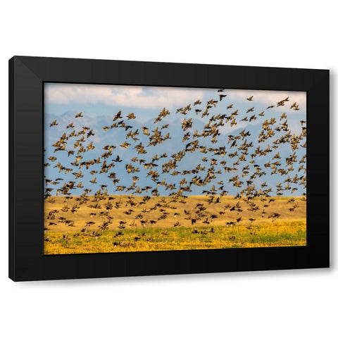 Huge flock of European starlings take flight in the Flathead Valley-Montana-USA Black Modern Wood Framed Art Print by Haney, Chuck