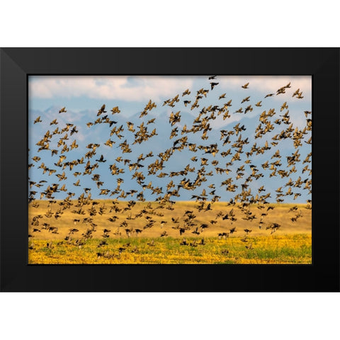 Huge flock of European starlings take flight in the Flathead Valley-Montana-USA Black Modern Wood Framed Art Print by Haney, Chuck