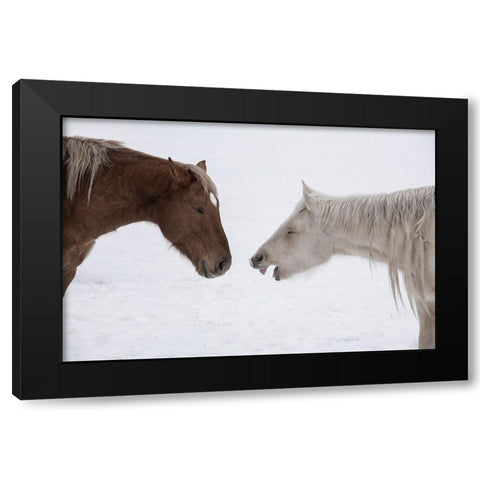 USA-Montana Gardiner Palomino and sorrel-with shaggy winter coat-nose to nose Black Modern Wood Framed Art Print by Hopkins, Cindy Miller