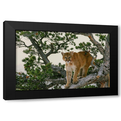 Captive Mountain Lion is perched on Evergreen tree-Montana Black Modern Wood Framed Art Print by Garber, Howie