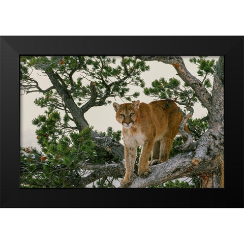 Captive Mountain Lion is perched on Evergreen tree-Montana Black Modern Wood Framed Art Print by Garber, Howie