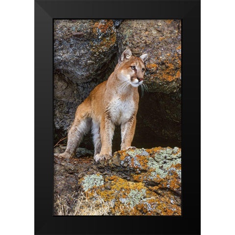 Captive Mountain Lion is perched on orange lichen covered cliff-Montana Black Modern Wood Framed Art Print by Garber, Howie