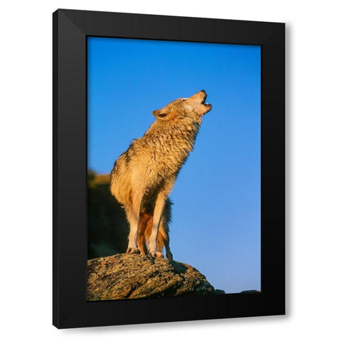 Howling Gray Wolf-Montana Black Modern Wood Framed Art Print with Double Matting by Garber, Howie