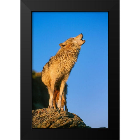 Howling Gray Wolf-Montana Black Modern Wood Framed Art Print by Garber, Howie