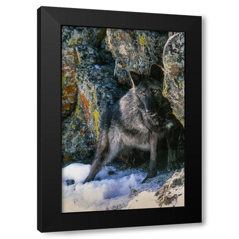 Portrait of Gray Wolf-Montana Black Modern Wood Framed Art Print with Double Matting by Garber, Howie