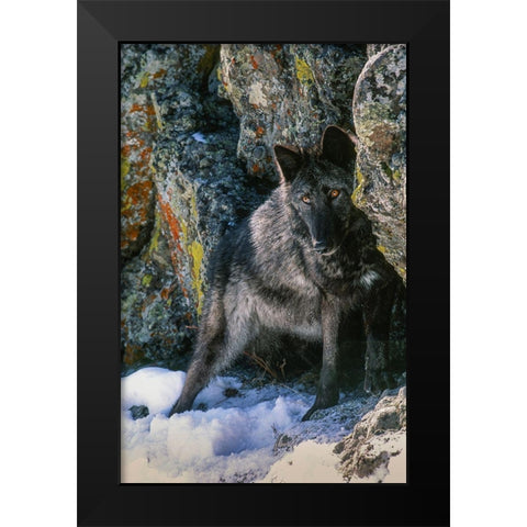 Portrait of Gray Wolf-Montana Black Modern Wood Framed Art Print by Garber, Howie