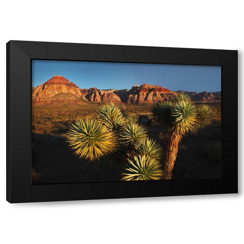 Joshua tree-Yucca brevifolia and sunset on red rocks-Valley of Fire State Park-Nevada Black Modern Wood Framed Art Print with Double Matting by Jones, Adam