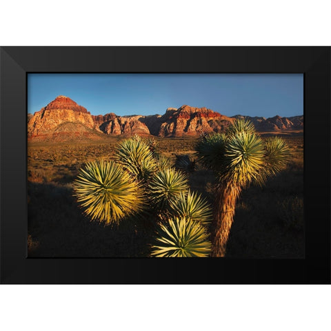 Joshua tree-Yucca brevifolia and sunset on red rocks-Valley of Fire State Park-Nevada Black Modern Wood Framed Art Print by Jones, Adam