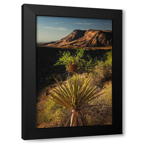 Joshua tree-Yucca brevifolia and sunset on red rocks-Valley of Fire State Park-Nevada Black Modern Wood Framed Art Print with Double Matting by Jones, Adam