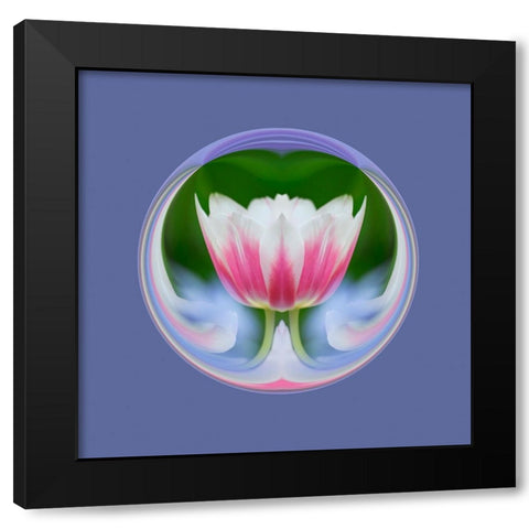 Single tulip-Las Vegas-Nevada Black Modern Wood Framed Art Print with Double Matting by Jones, Adam
