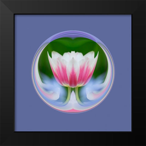 Single tulip-Las Vegas-Nevada Black Modern Wood Framed Art Print by Jones, Adam