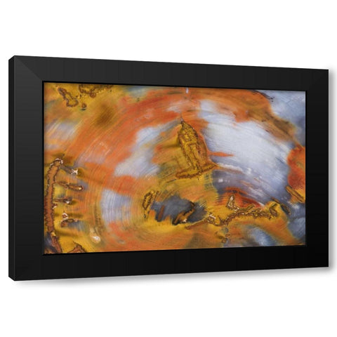 Nevada, Hubbard Basin Close-up of petrified wood Black Modern Wood Framed Art Print by Kirkland, Dennis