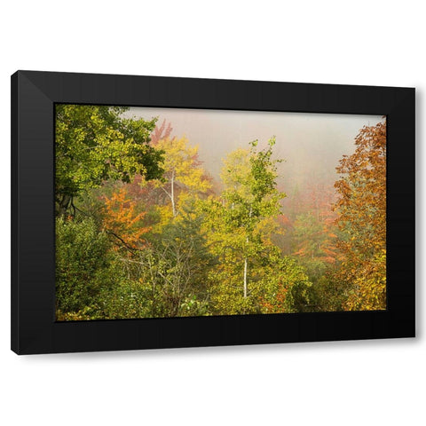 USA-New Hampshire-fall foliage north of Whitefield-along Rt 3 Black Modern Wood Framed Art Print by Jones, Allison