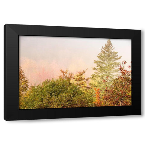 USA-New Hampshire-fall foliage north of Whitefield-along Rt 3 Black Modern Wood Framed Art Print by Jones, Allison