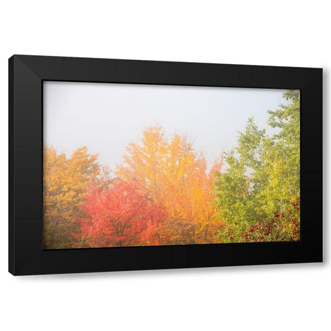 USA-New Hampshire-fall foliage north of Whitefield-along Rt 3 Black Modern Wood Framed Art Print by Jones, Allison