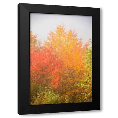 USA-New Hampshire-fall foliage north of Whitefield-along Rt 3 Black Modern Wood Framed Art Print by Jones, Allison